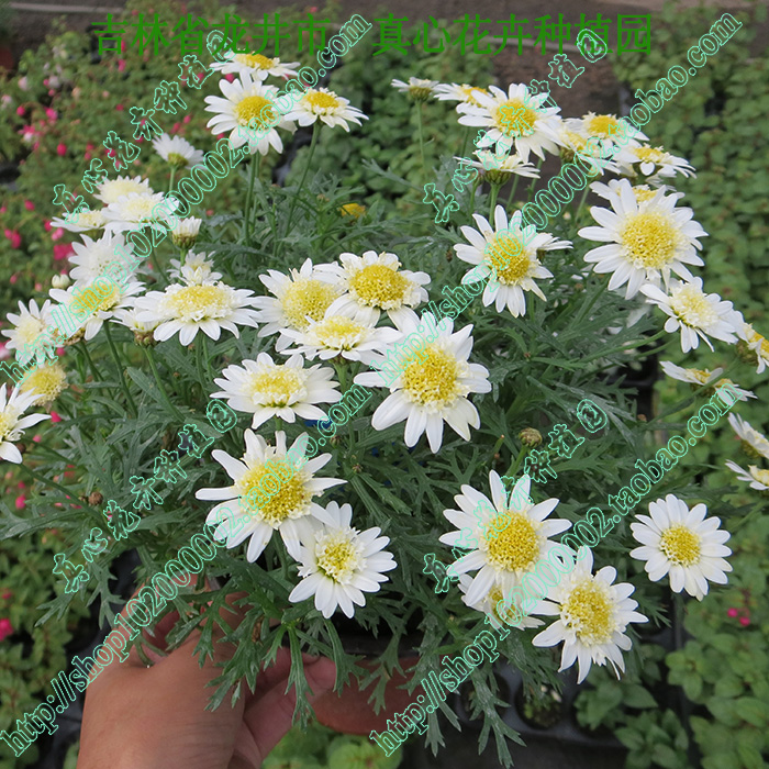 多年生雏菊玛格丽特营养钵盆栽