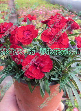真心花卉/阳台庭院盆栽矮生品种多年生/康乃馨苗/矮生品种/红色