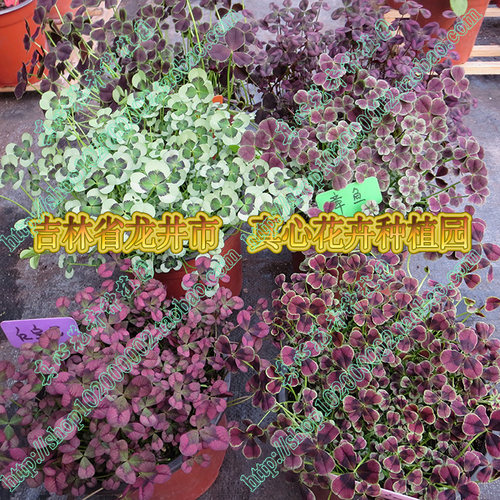 真心花卉三叶草营养钵苗易养