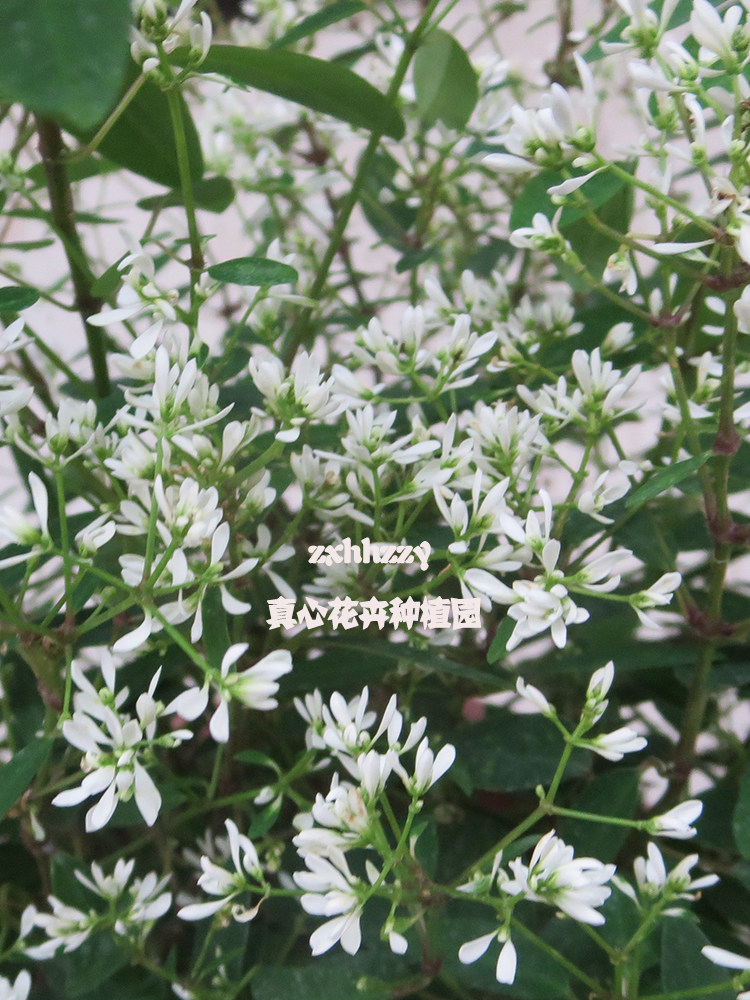 真心花卉盆栽植物花卉室内阳台庭院耐热开花机器【禾叶大戟】飘雪