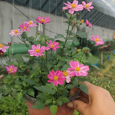 真心花卉 观赏鬼针草 多年生耐热耐晒 勤花 庭院烟台 易活 花苗