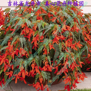 真心花卉 球根海棠多色可選 玻利維亞 多年生陽(yáng)臺(tái)庭院進(jìn)口盆栽