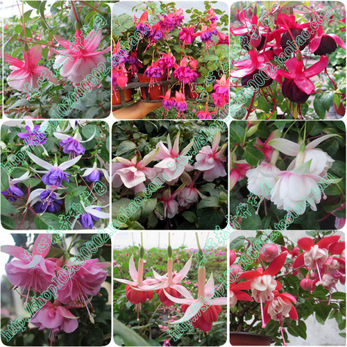 盆栽海棠倒挂金钟全部品种合集