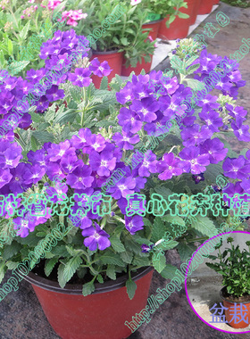 真心花卉 进口盆栽多年生耐热耐寒美女樱花苗  【蓝色】营养钵苗