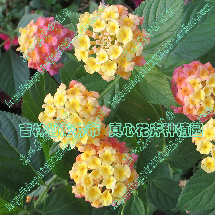 常年开花多年生庭院营养钵五色梅