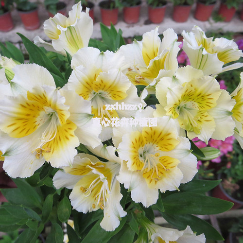 进口品种六出花秘鲁水仙百合盆栽