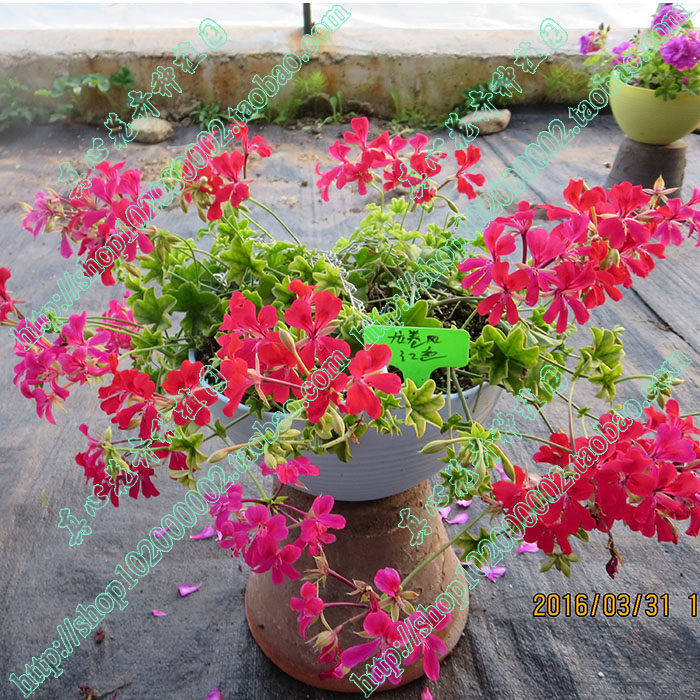 真心花卉/垂吊天竺葵苗多年生龙卷风系列 多色可选 红色/营养钵苗