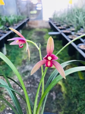 立减仙山红建兰八大色花之浓香型四季兰带花苞兰花苗盆栽名贵植物