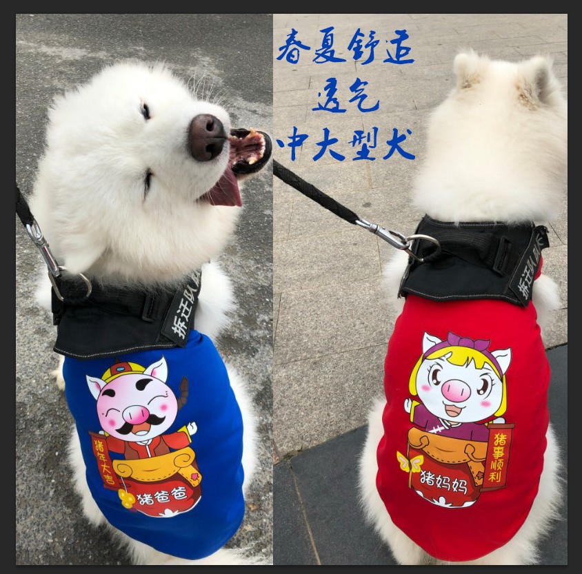 金毛中型拉布拉多薄款哈士奇图片