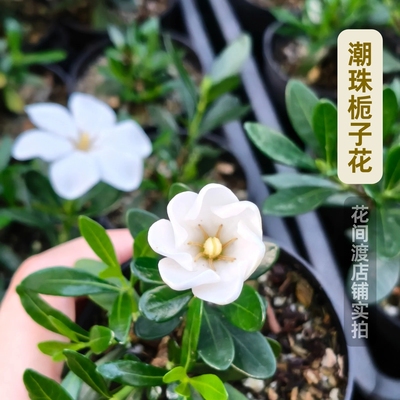 潮珠栀子花好养稀有趣味微型盆栽