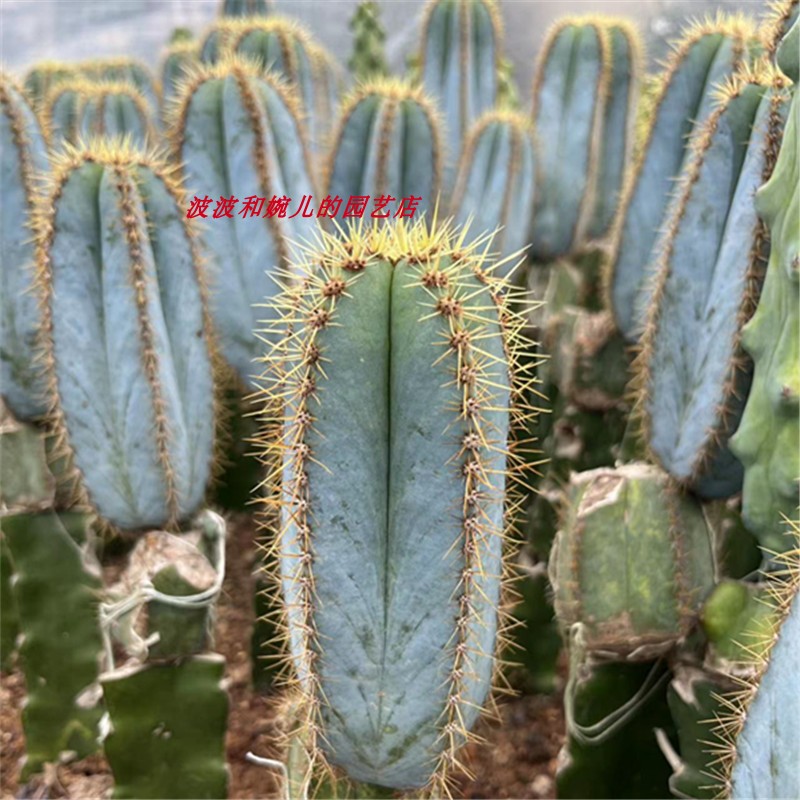 金青阁室内桌面美观易养易长根