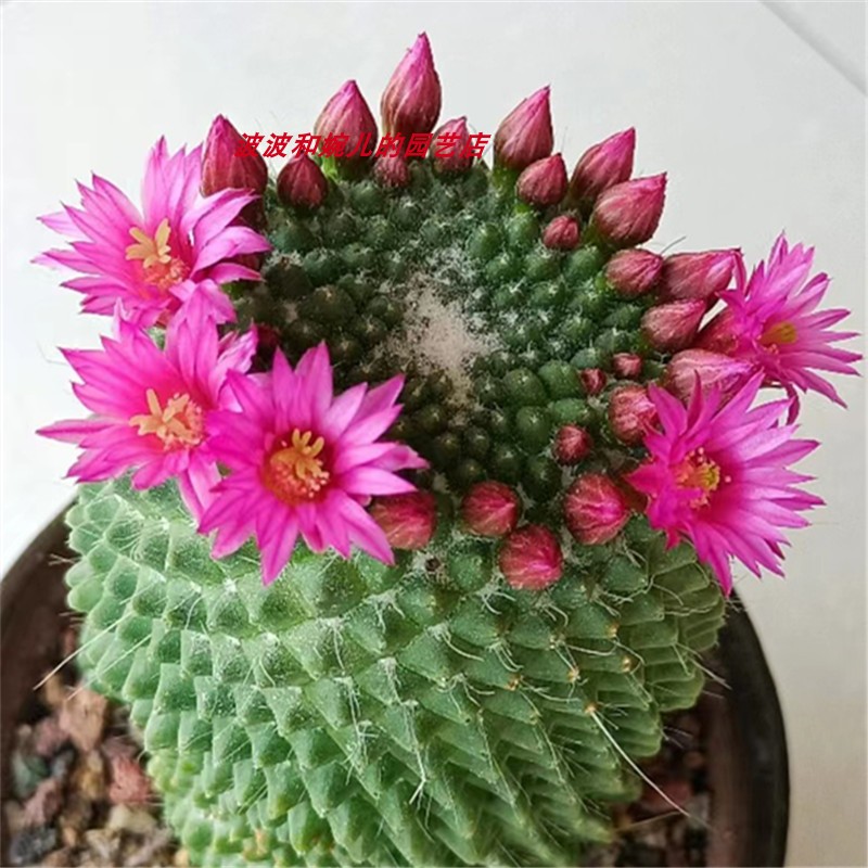 无刺白珠实生仙人球室内阳台客厅吸甲醛美观易养开群花仙人掌盆栽