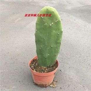 无刺红花胭脂掌米邦塔仙人掌防辐射易养护会开花会结果室内外盆栽