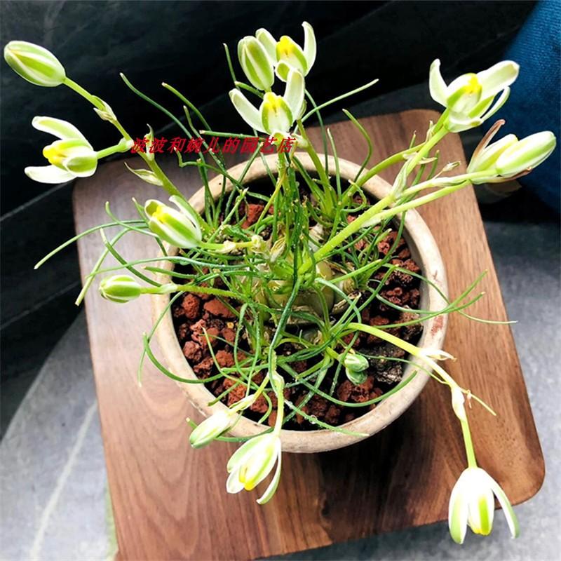 开花带香味多肉植物室内阳台好养