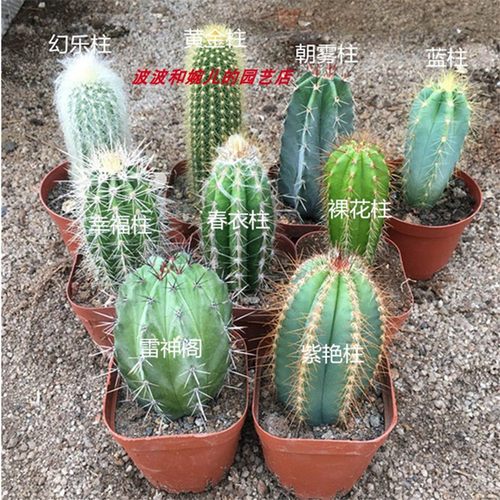 仙人掌盆栽秋衣柱雷神阁黄金柱易养办公桌面趣味会开花仙人柱组合 - 封面