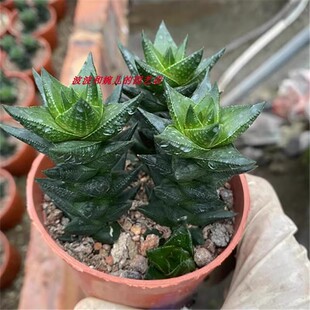 多肉植物龙爪十二卷科室内桌面硬叶绿植盆栽花卉好养活易活防辐射