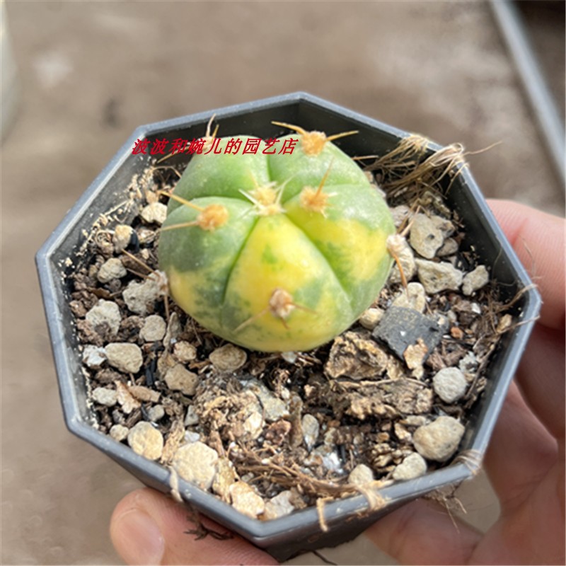 圣王锦裸萼属仙人球侧芽自根美观