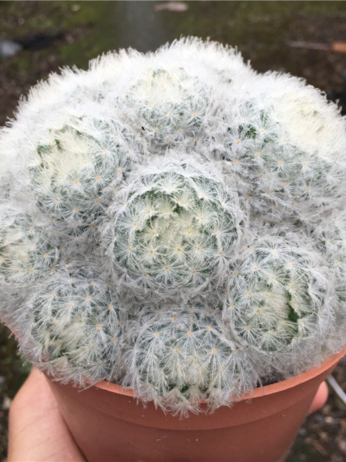 白星实生无刺仙人球美观趣味白绒绒不扎手开粉花白花防辐射仙人掌