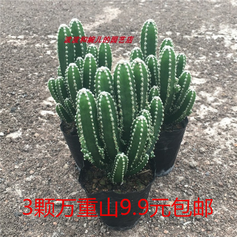 新款多肉植物万重山多头群生仙人球室内防辐射吸甲醛美观易养盆栽