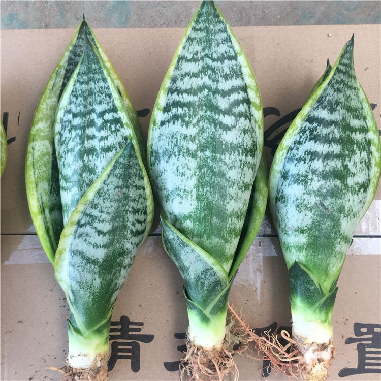 金边虎皮兰多肉植物净化空气花卉