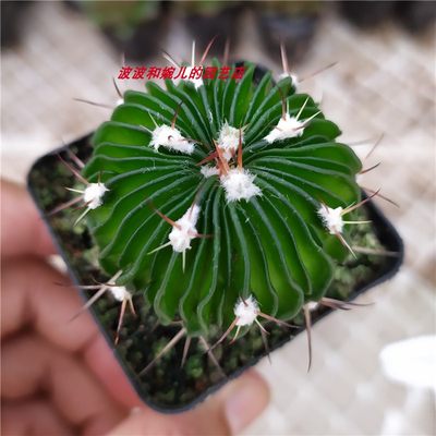 新款多肉植物多凌玉实生稀有仙人球室内客厅阳台会开花绿植盆栽 虎窝淘