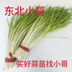 东北特产新鲜蒜苗现割现发东北蒜苗时令应季蒜苗蔬菜新鲜青菜