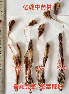 安国中药材市场批 发 狗鞭带睾丸 整条海鞭干货狗肾泡酒料