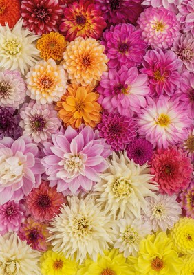 奥地利进口益智拼图玩具