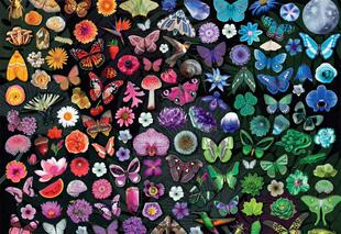 现货包邮 美国Buffalo进口益智拼图 彩色缤纷世界2000片减压玩具