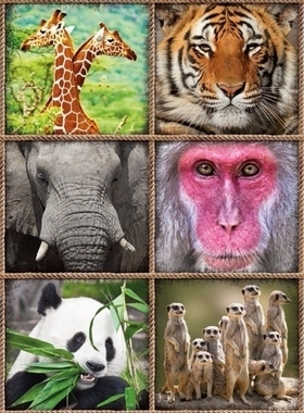 现货包邮 西班牙Educa进口成人益智拼图玩具17656 野生动物1000片