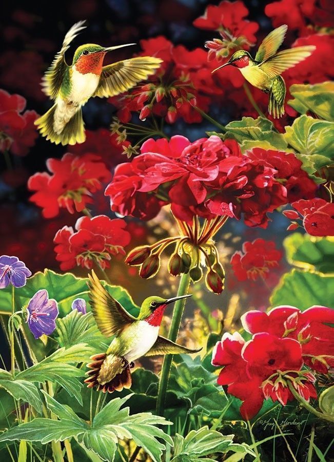 现货加拿大进口益智与天竺葵拼图