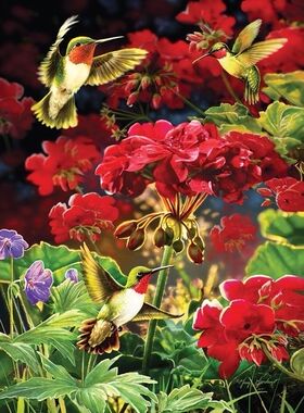 现货加拿大Cobble Hill进口益智拼图80091蜂鸟与红色天竺葵1000片