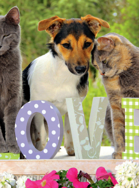 现货包邮 JUMBO 荷兰进口成人益智拼图17043 猫狗 爱1000片雷诺瓦