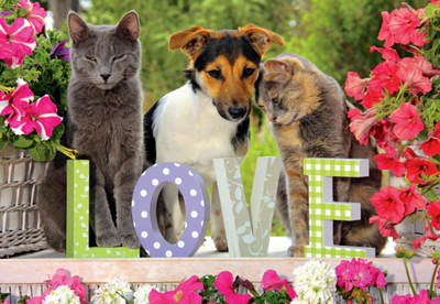 jumbo荷兰进口益智拼图现货包邮