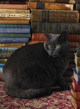 现货包邮加拿大Cobble Hill进口成人益智拼图80124猫咪和书1000片