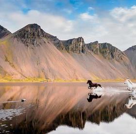 现货包邮 HEYE德国进口益智拼图玩具29946冰岛马1000片宽幅方盒