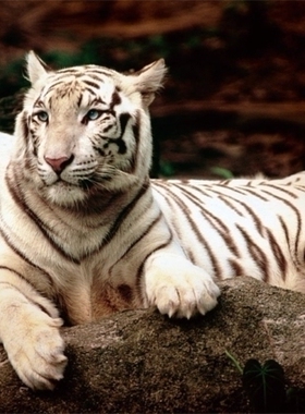 现货包邮 trefl 欧洲进口成人益智拼图26075 孟加拉虎 1500片装饰