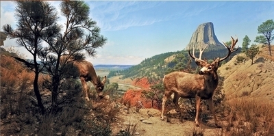 现货包邮 美国Pomegranate石榴进口成人拼图AA941 鹿1000片