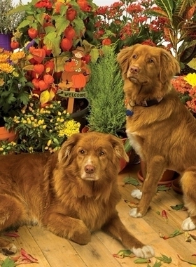 现货包邮 加拿大Cobble Hill 进口益智拼图51829狗狗小伙伴1000片