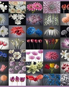 现货包邮 Schmidt 施密特德国进口成人拼图58297 花卉合集2000片