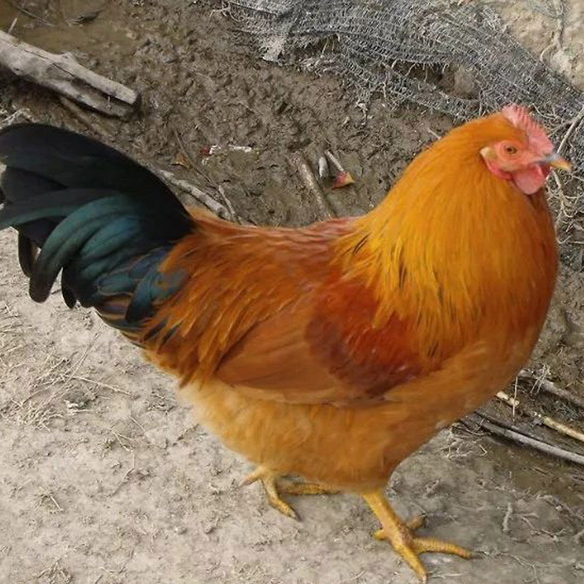 福建农家土阉鸡小种黄皮鸡老公鸡月子鸡三黄鸡散养现杀顺丰包邮