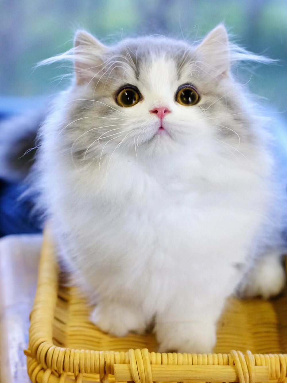 拿破仑矮脚猫幼崽小猫咪活体宠物猫米努特脸长毛猫曼基康短腿活物