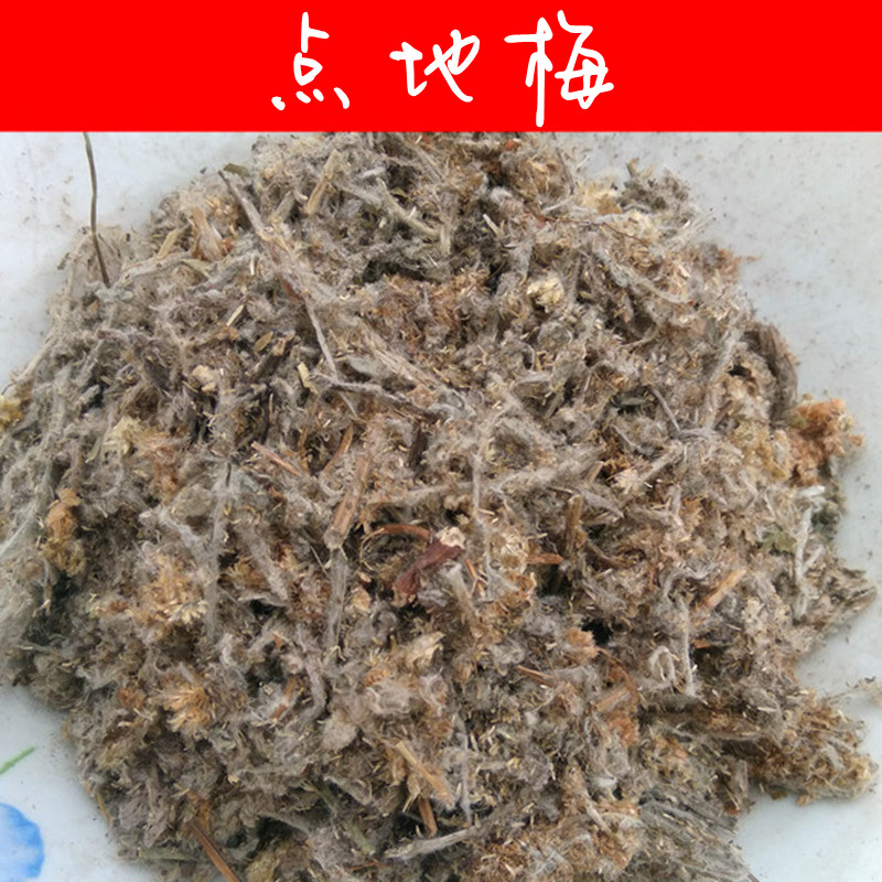 中药材  点地梅  500g克  白花草  喉咙草  天星草  佛顶珠