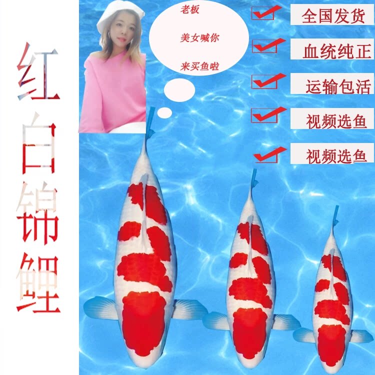 精品红白锦鲤直播间专用链接鱼