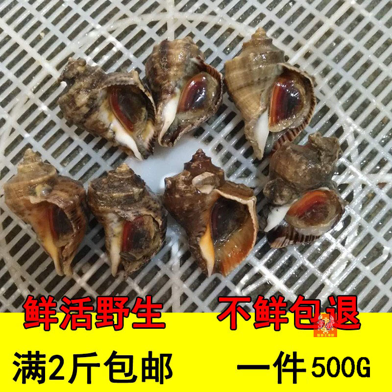 海鲜水产鲜活 海螺鲜活 小海螺鲜活 海鲜 生猛海鲜 贝类500g野生