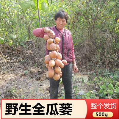 野生全瓜蒌干中药材2026年新货整个饱满栝楼自然风干栝蒌药用500g