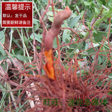 茜草根干2026年新货河南整棵根红茜草拉拉秧根入药用天然2件包邮