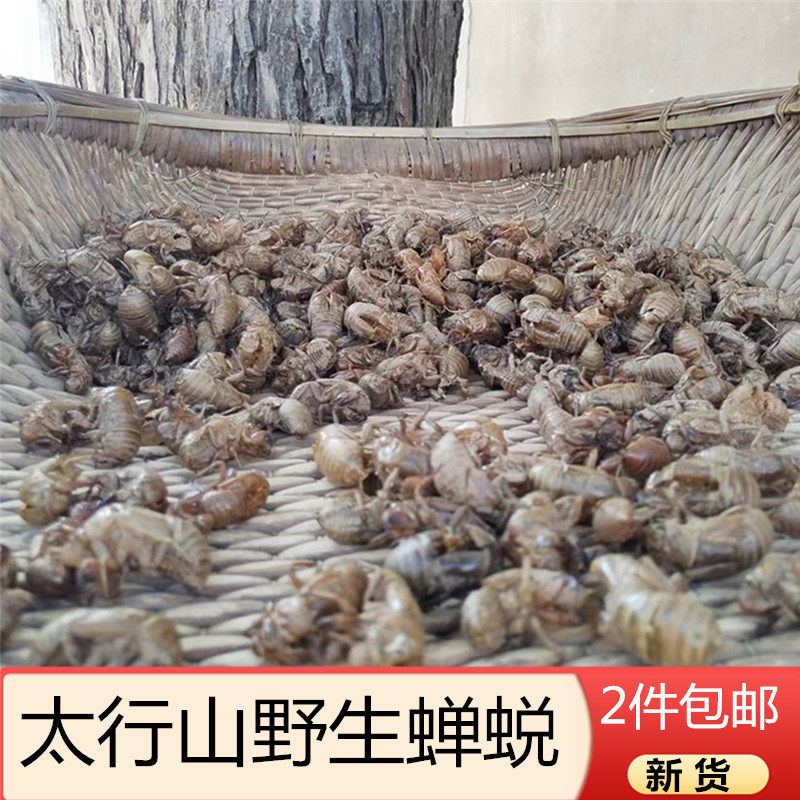 野生蝉蜕金蝉衣知了壳50g干货知了猴皮虫蜕中药材2件包邮