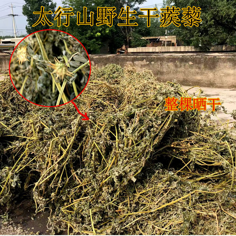 野生蒺藜药材全草晒干新鲜干货刺蒺藜白蒺藜秧整棵硬蒺藜子