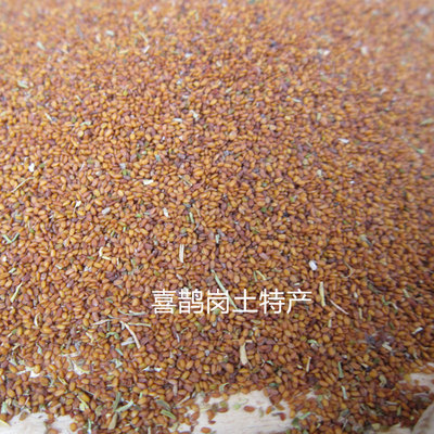 太行山野生葶苈子播娘蒿籽500g